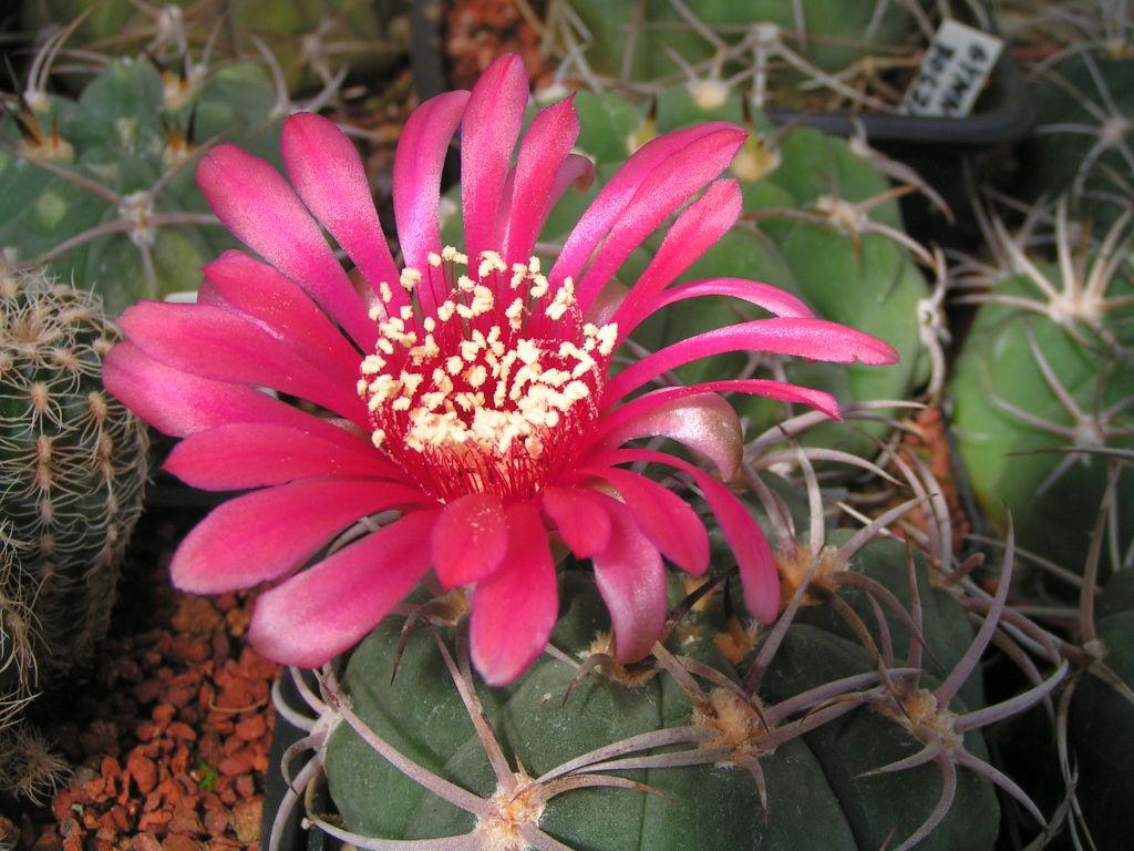 Gymnocalycium carminanthum